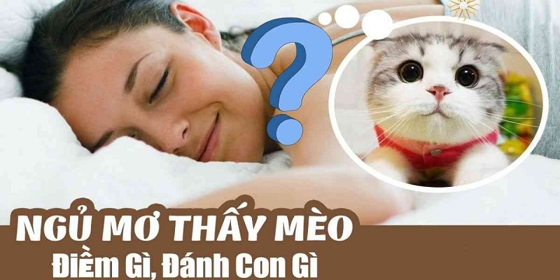 Giải mã khi nằm mơ thấy mèo trong mơ mang lại may mắn hay xui xẻo